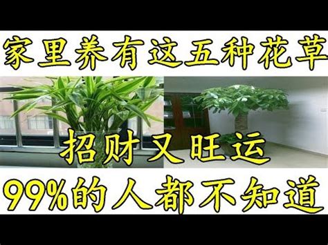 紅竹風水|紅竹風水：何時擺放效果最佳？